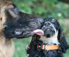 LICK
